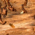 Termites Beware: Unveiling The Importance Of Commercial Building Maintenance In Anaheim, CA