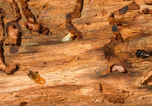 Termites Beware: Unveiling The Importance Of Commercial Building Maintenance In Anaheim, CA